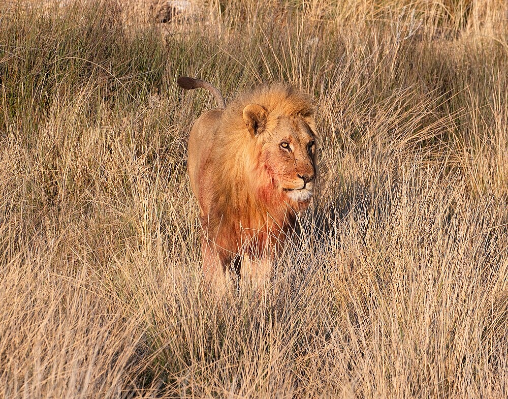 Male lion (Panthera leo) standing in the savannah, Etosha National Park, Namibia, Africa