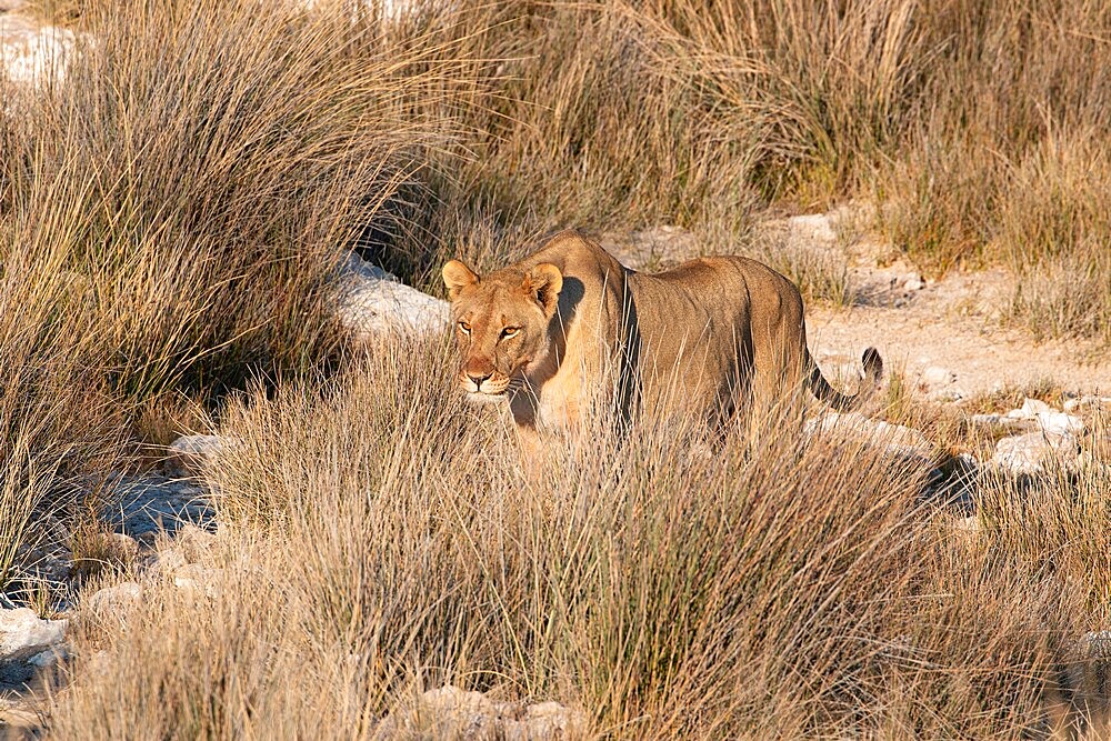 Lioness (Panthera leo) standing in the savannah, Etosha National Park, Namibia, Africa