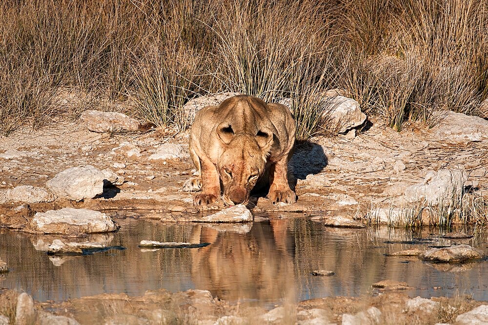 Lioness (Panthera leo) drinking at a waterhole, Etosha National Park, Namibia, Africa