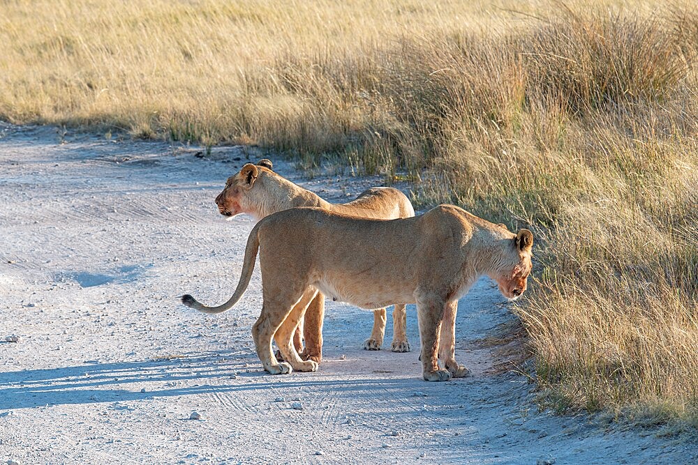 Two lionesses (Panthera leo) walking in the savannah, Etosha National Park, Namibia, Africa