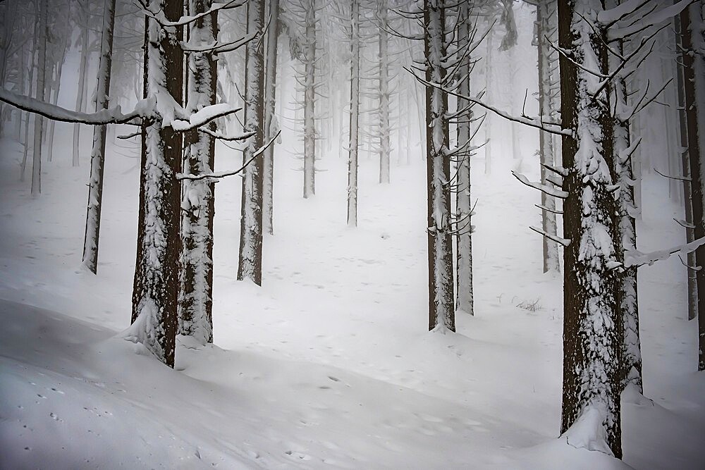 A foggy day in a wood covered by snow, Parco Regionale del Corno alle Scale, Emilia Romagna, Italy, Europe