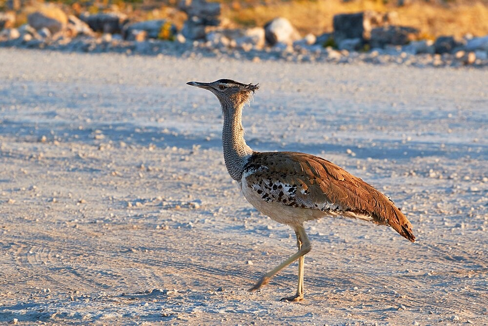 Ardeotis kori walking on the ground, Etosha National Park, Namibia, Africa