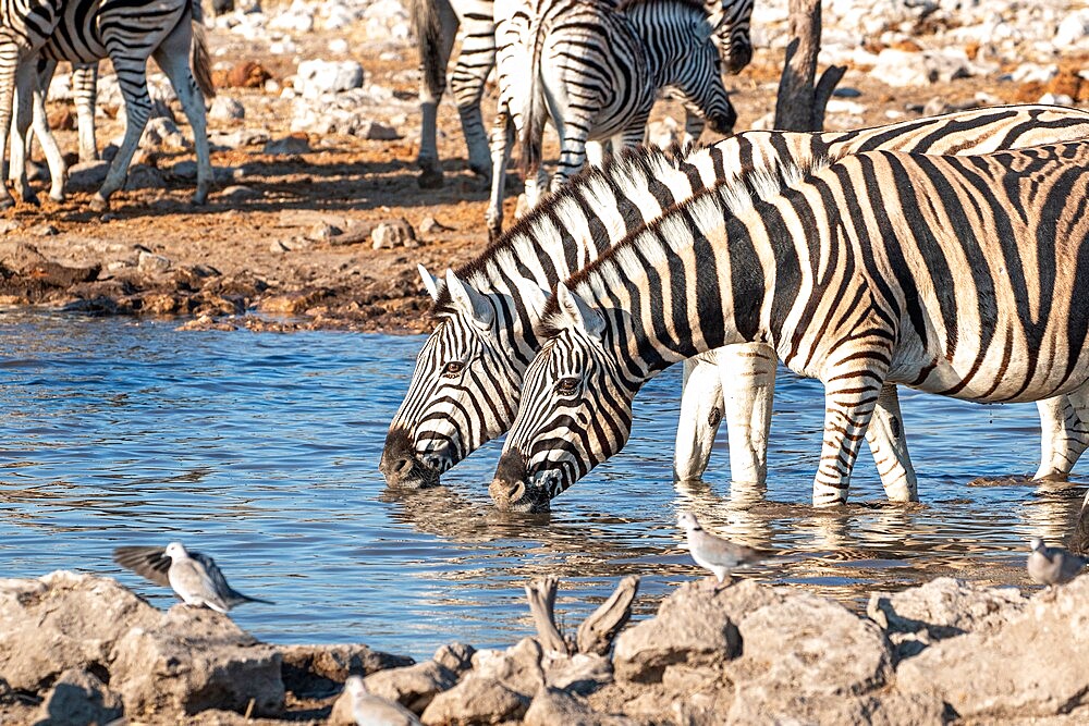 Zebras drinking in a pond, Etosha National Park, Namibia, Africa