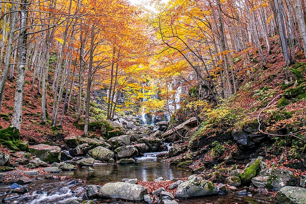 Autumn woods and waterfall in the background, Dardagna Waterfalls, Parco Regionale del Corno alle Scale, Emilia Romagna, Italy, Europe