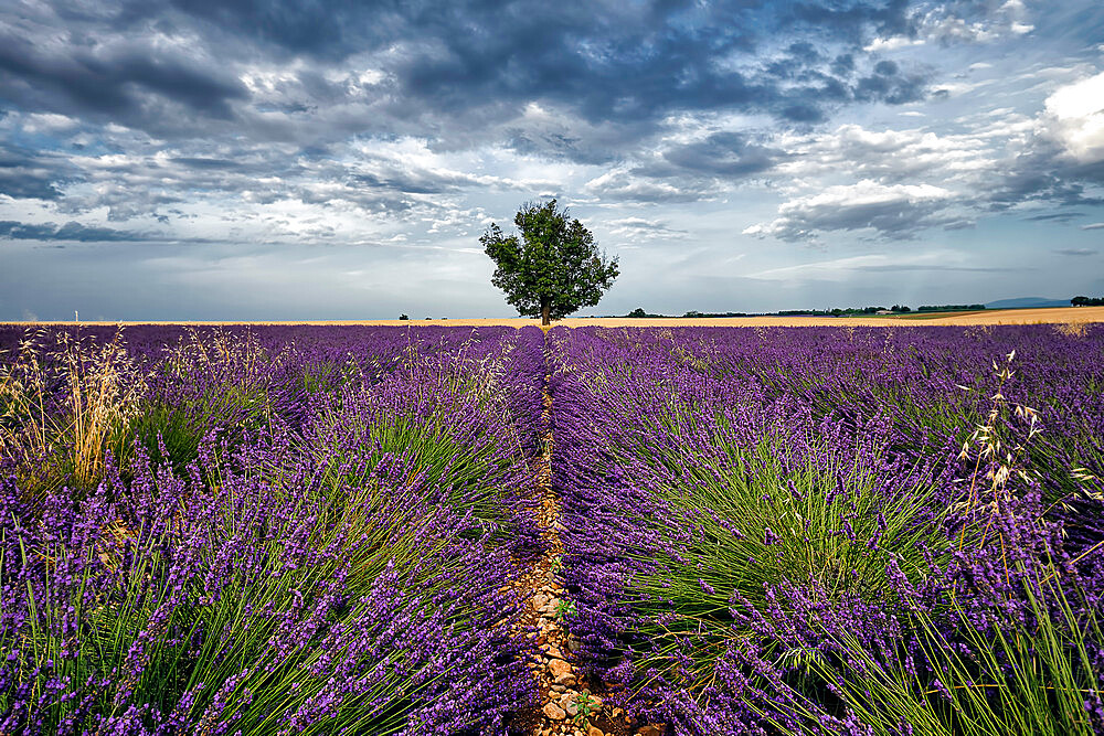 Symmetric lavender field and a lonely tree in the middle, Valensole, Provence, France, Europe