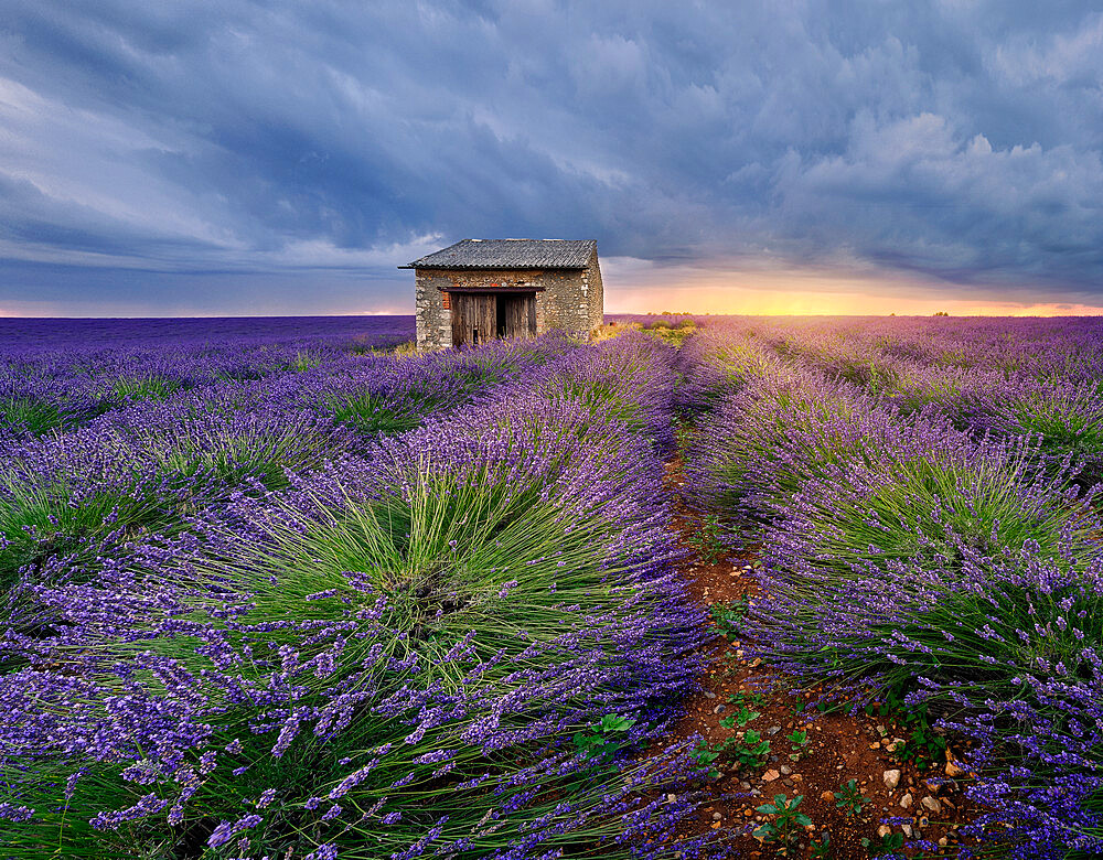 Small stone house in lavender field at sunset with a cloudy sky, Valensole, Provence, France, Europe