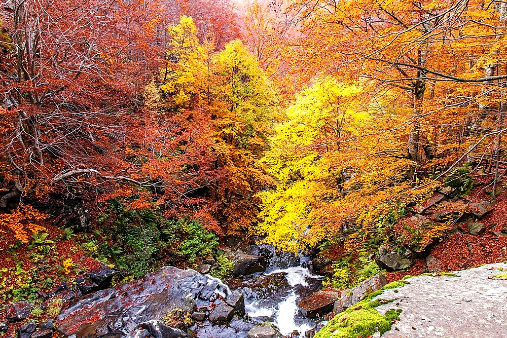 Autumn foliage colors in the woods, Parco Regionale del Corno alle Scale, Emilia Romagna, Italy, Europe