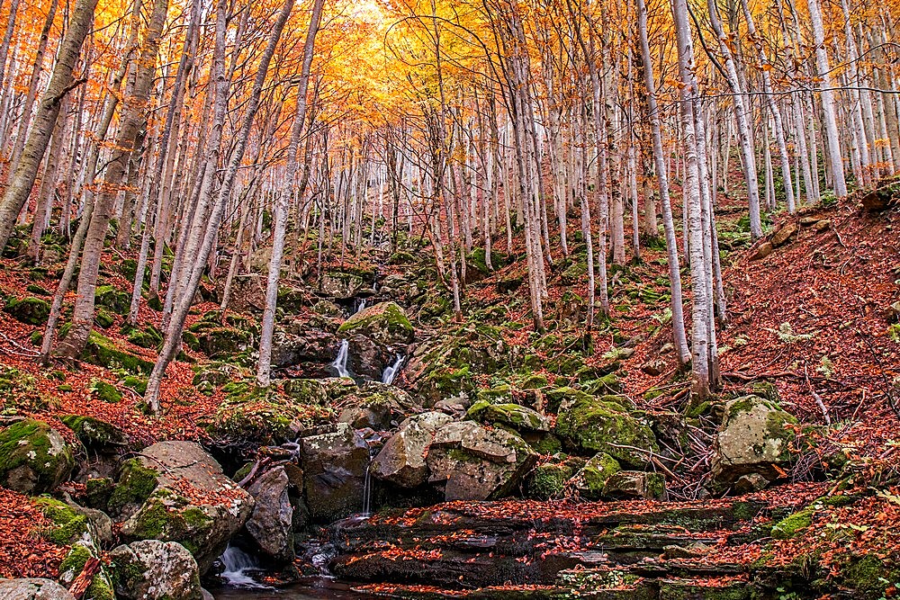 Foliage colors in the wood, Parco Regionale del Corno alle Scale, Emilia Romagna, Italy, Europe