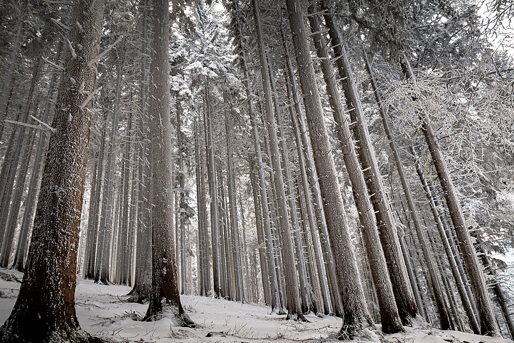 Trees covered by fresh pristine snow, Emilia Romagna, Italy, Europe