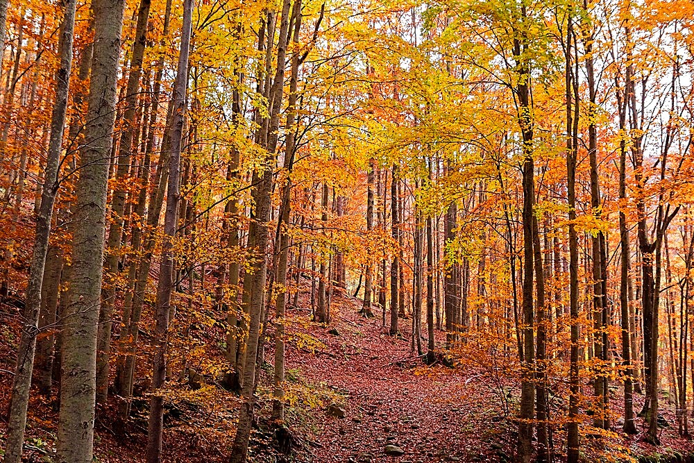 Foliage colors in a beech wood, Parco Regionale del Corno alle Scale, Emilia Romagna, Italy, Europe