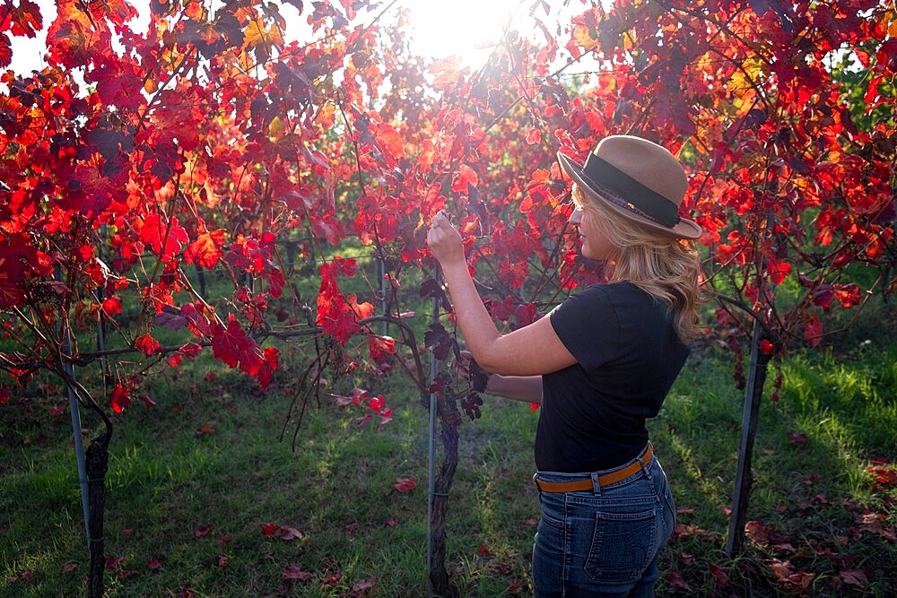 Woman with a hat in a red vineyard in autumn, Castelvetro di Modena, Emilia Romagna, Italy, Europe