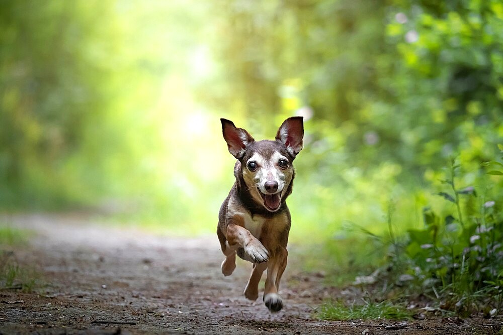 Small dog running towards the camera, Italy, Europe