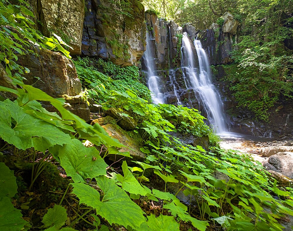 Acquatic plants at Dardagna waterfalls in summer, Parco Regionale del Corno alle Scale, Emilia Romagna, Italy, Europe