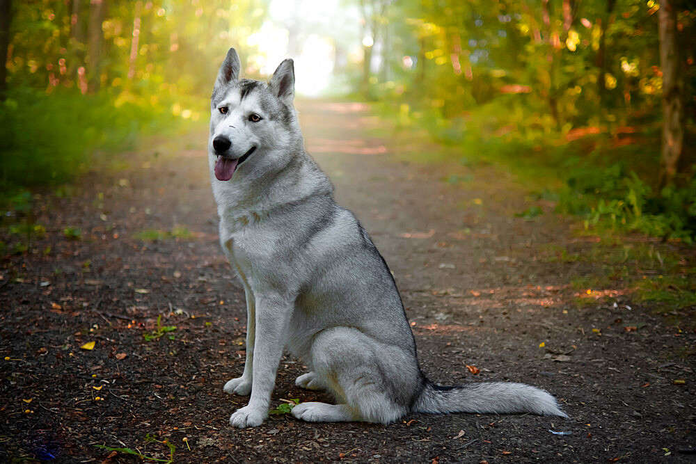 Siberian Husky dog side view, sitting and looking into camera, Italy, Europe