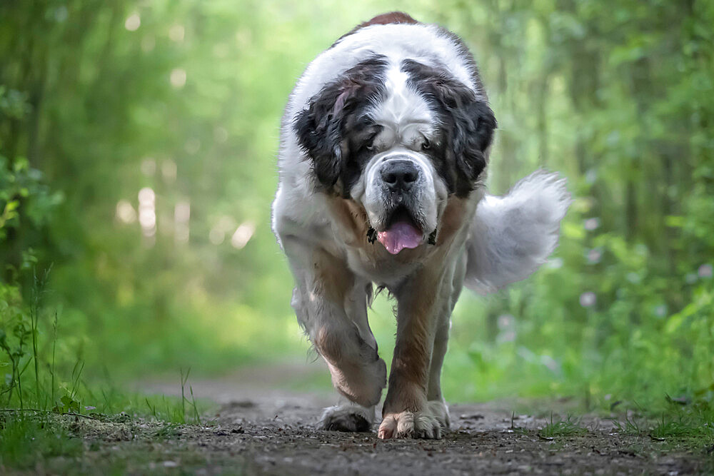 Saint Bernard dog breed walking into a wood towards the camera, Italy, Europe