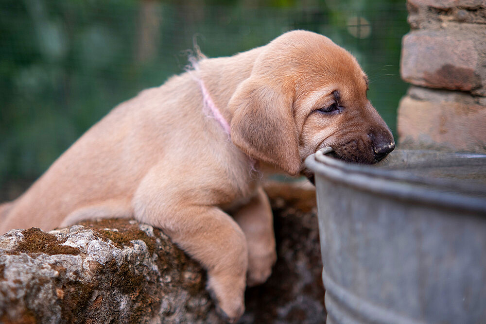 Broholmer puppy with a pink collar playing and biting at a steel bucket, Italy, Europe