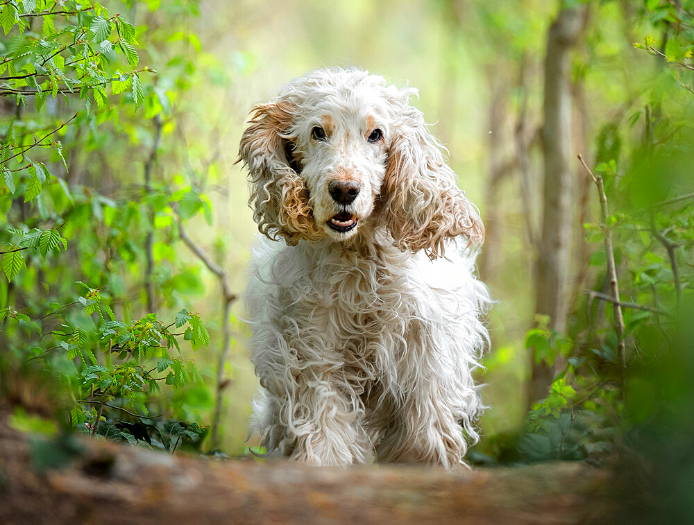 White cocker spaniel dog breed running in the woods towards the camera, Italy, Europe