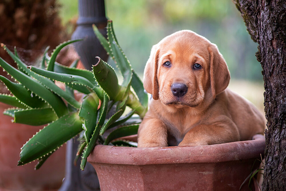 A Broholmer puppy climbing in a vase with an Agave, Italy, Europe