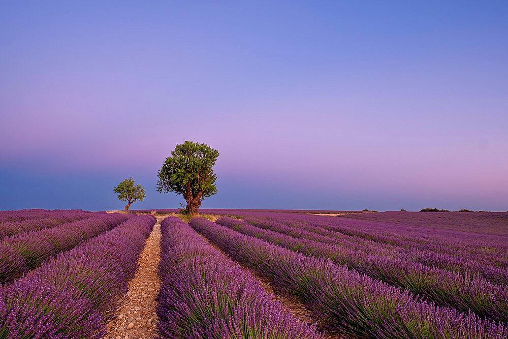 Two trees at the end of a lavender field at dusk, Plateau de Valensole, Provence, France, Europe