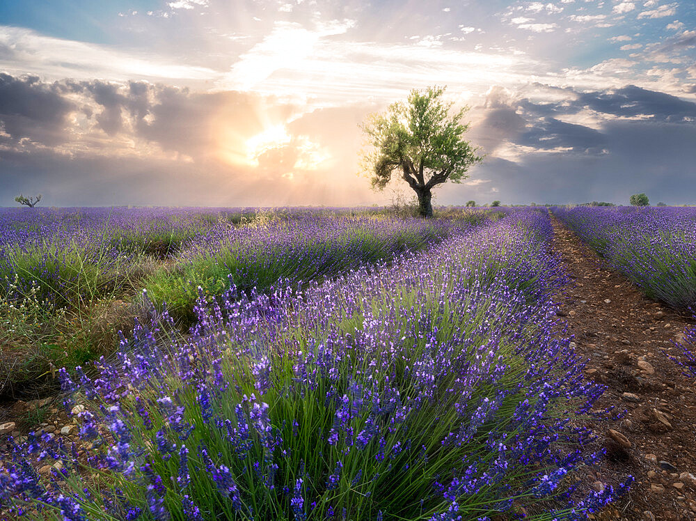 A small tree at the end of a lavender line in a field at sunset with clouds in the sky, Plateau de Valensole, Provence, France, Europe