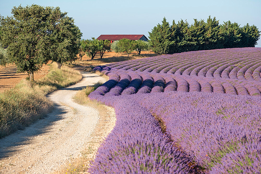 Countryside twisting dirt road and lavender lines, Plateau de Valensole, Provence, France, Europe