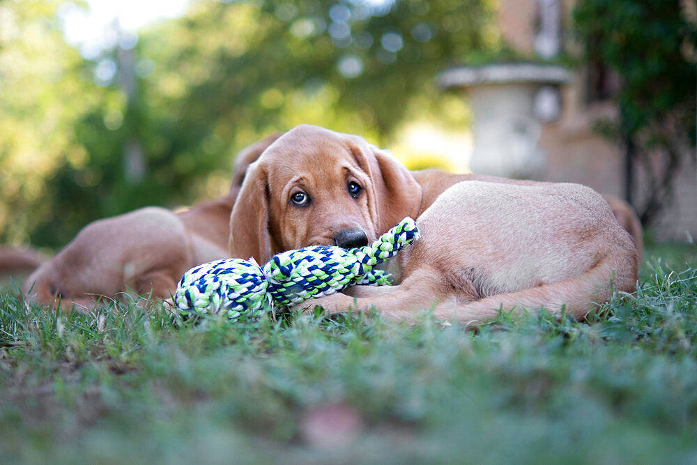 Broholmer dog breed puppy lying on the ground and playing with a toy, Italy, Europe