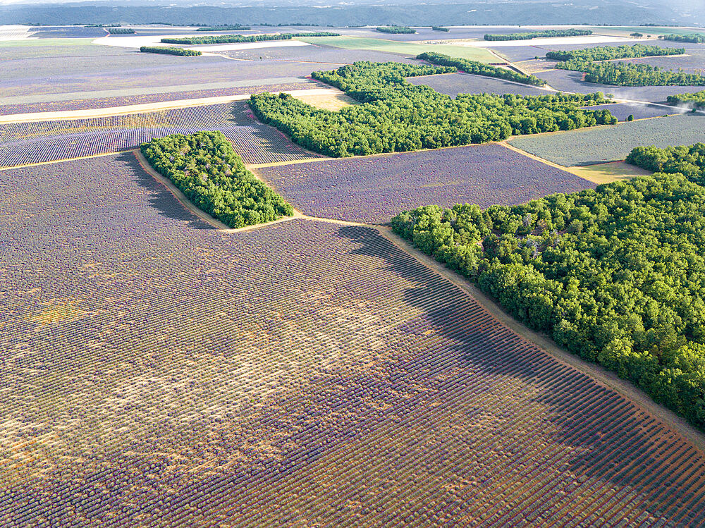 Aerial view of lavender fields, Puimoisson, Provence, France, Europe