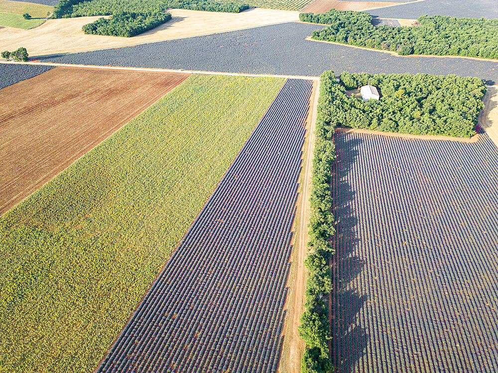 Aerial view of a sunflower field and lavender fields, Puimoisson, Provence, France, Europe