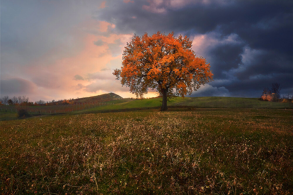 Orange colored oak in a field with a stormy cloudy sky and sunset light filtering on the side, Italy, Europe