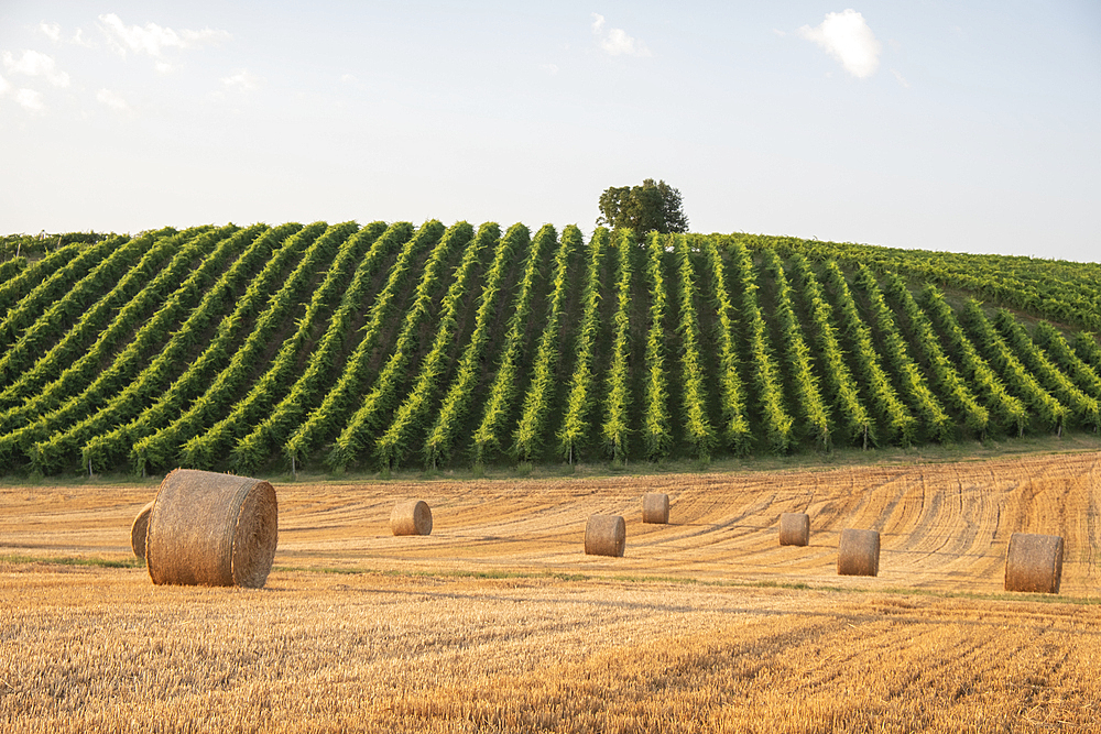 Vineyards and hay bales in countryside, Italy, Europe