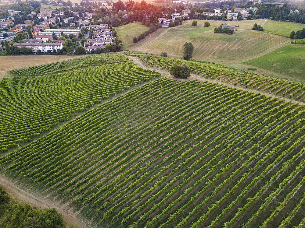 Aerial view of Italian vineyards at sunrise, Valsamoggia, Emilia-Romagna, Italy, Europe