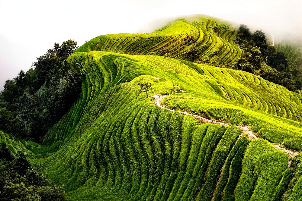 Top view of a path in the Longsheng rice terraces also known as Dragon's Backbone rice terraces, Guanxi, China, Asia