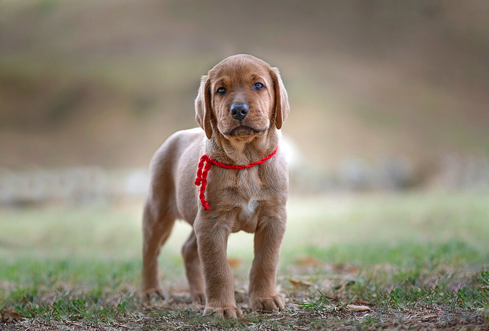 Broholmer dog breed puppy standing and looking into the camera