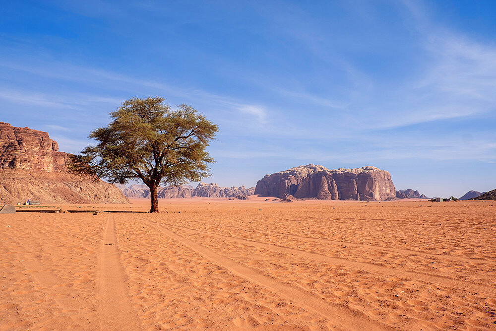 An acacia tree at Lawrence's spring in Wadi Rum desert