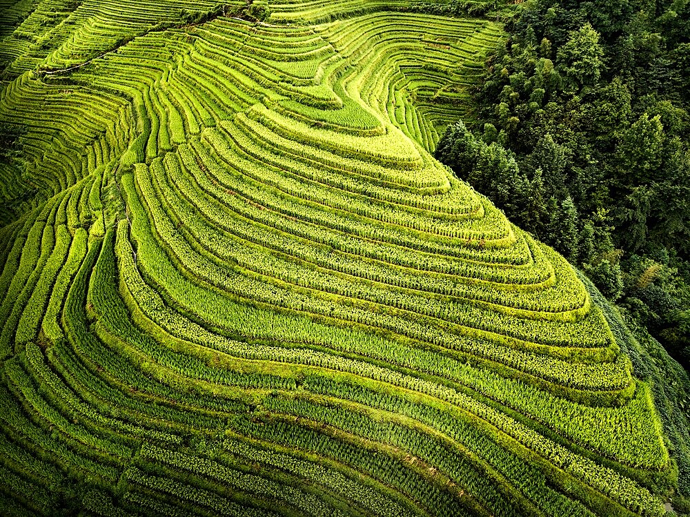 Aerial view of Longsheng rice terraces, also knows as dragon's backbone due to their shape, Guangxi, China, Asia