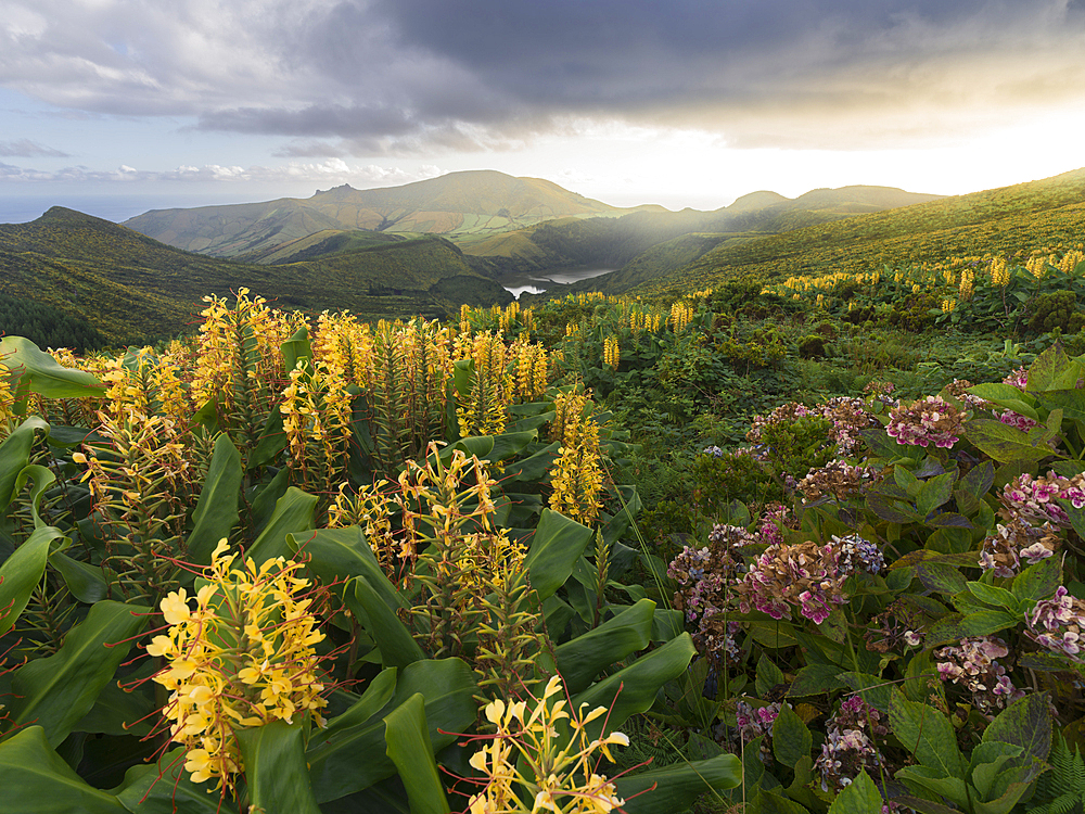 Countryside of Flores Island with many hydrangea and ginger lily flowers, Azores islands, Portugal, Atlantic, Europe