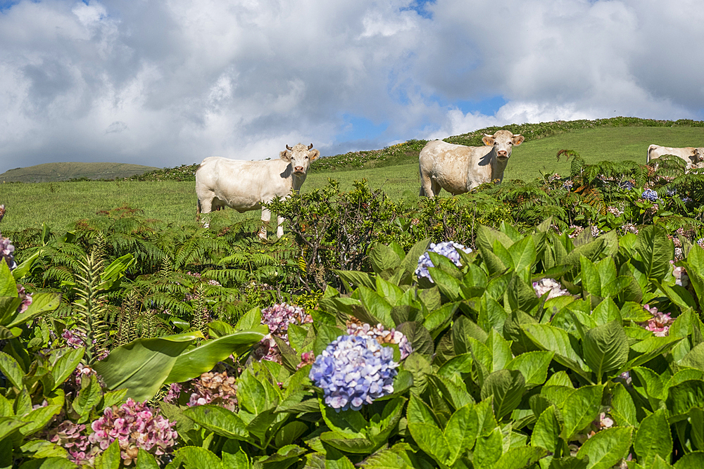 White cows looking at the camera with some hydrangea plants in the foreground, Flores island, Azores islands, Portugal, Atlantic, Europe