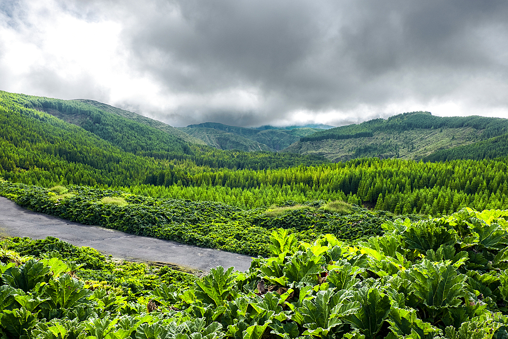 Lush green vegetation on the mountain of Sao Miguel Island on a cloudy day, Azores, Portugal, Atlantic, Europe