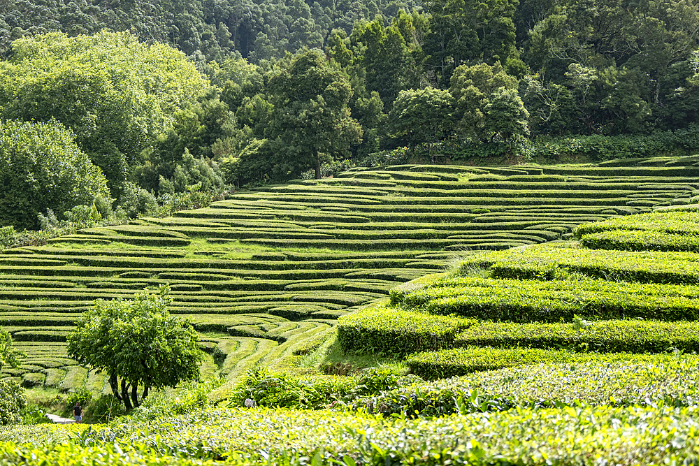 Tea plantation terraces on Sao Miguel island, Azores Islands, Portugal, Atlantic, Europe