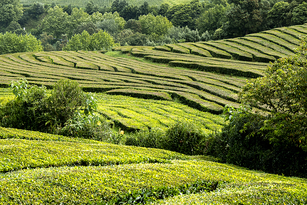 Tea plantation field lines on Sao Miguel island, Azores Islands, Portugal, Atlantic, Europe