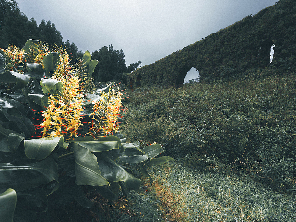 Ginger lilies in flower and Aqueduto do Carvao (aqueduct) in the background, Sao Miguel island, Azores Islands, Portugal, Atlantic, Europe