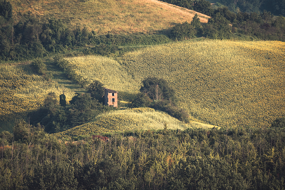 An abandoned ruin in the middle of sunflower fields in the Italian countryside, Emilia Romagna, Italy, Europe