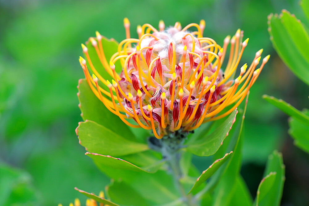 Common Pincushion Protea (Leucospermum cordifolium), Cape Town, South Africa, Africa