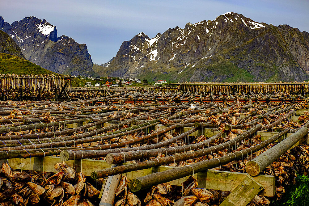 Cod fish hang drying on racks all over the village of Reine, Lofoten Islands, Nordland, Norway, Scandinavia, Europe