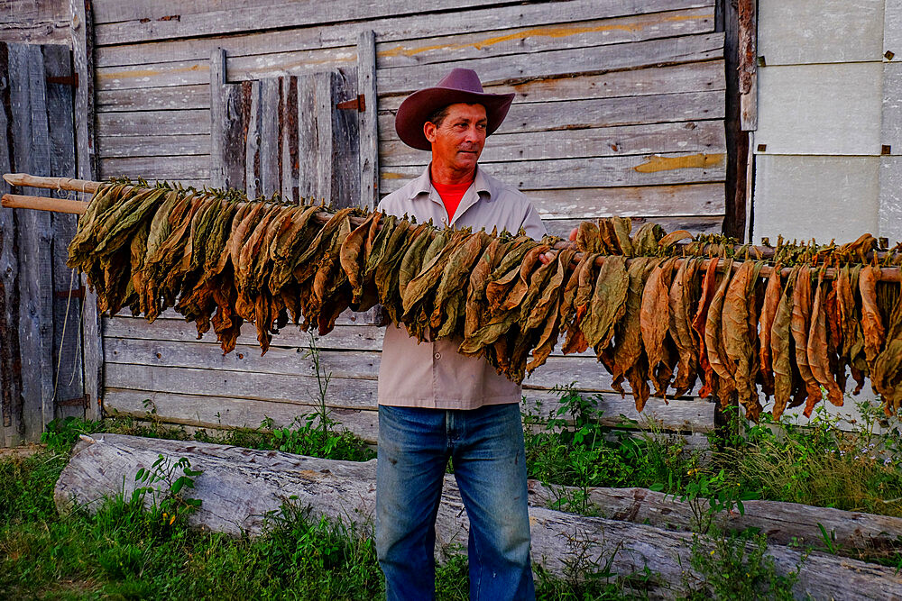 Tobacco farmer holding dried tobacco leaves, Pinar del Rio, Cuba, West Indies, Central America