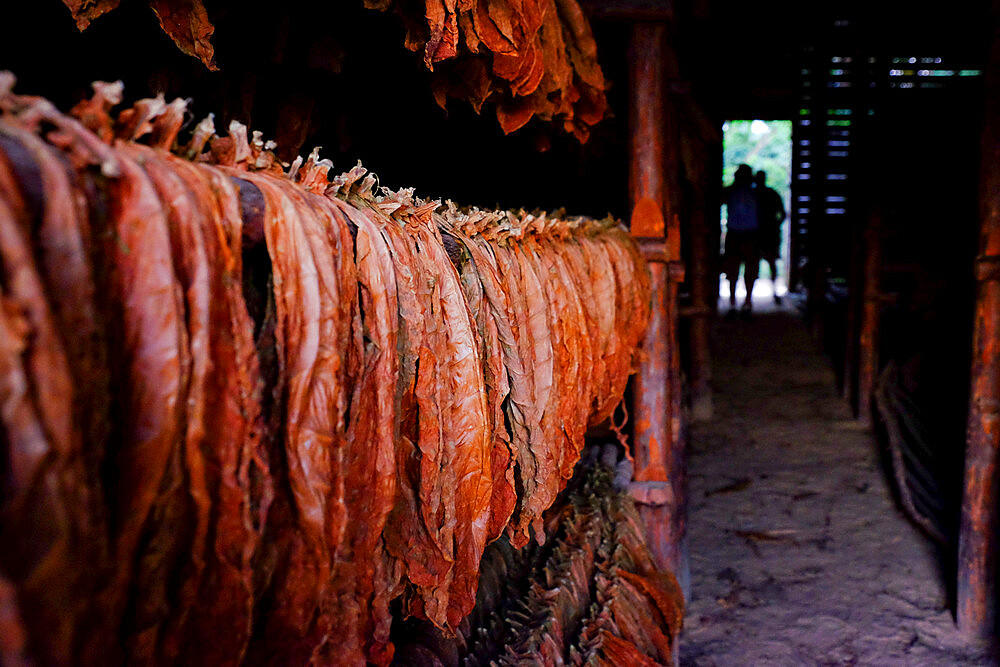 Tobacco leaves drying in a barn, Pinar del Rio, Cuba, West Indies, Central America