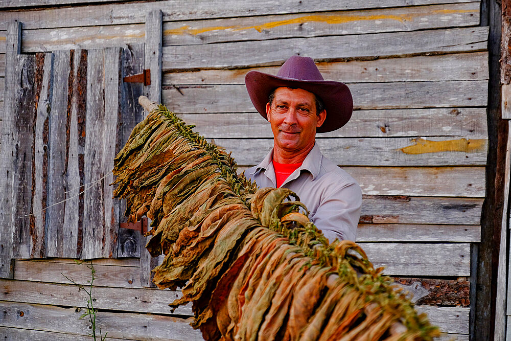 Tobacco farmer proudly displaying dried tobacco leaves, Pinar del Rio, Cuba, West Indies, Central America