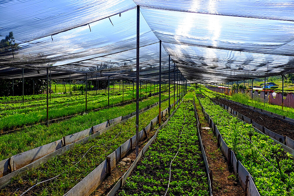 A greenhouse, Cienfuegos, Cuba, West Indies, Central America