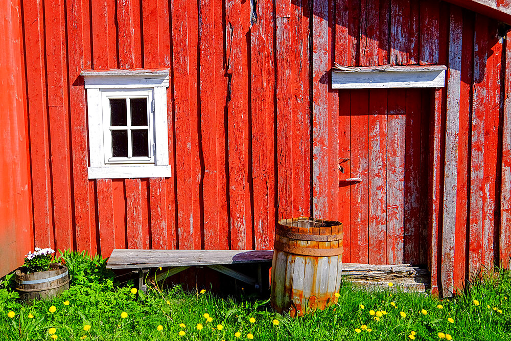 Dandelions and barrels in front of a red building, Nes, Vega Island, Norway, Scandinavia, Europe