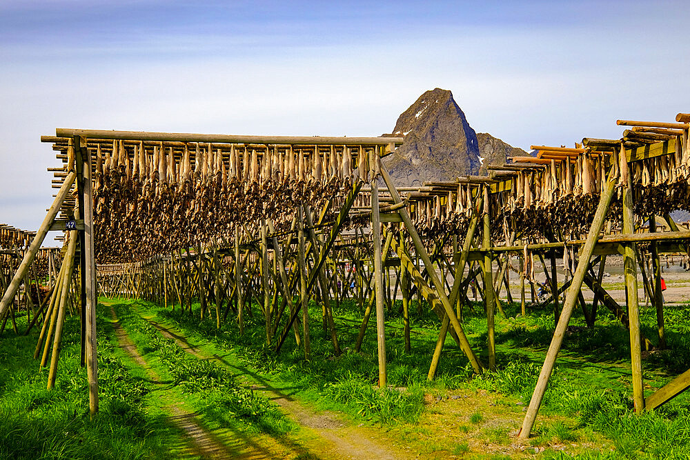 Drying cod fish hangs in the village of Reine, Lofoten Islands, Nordland, Norway, Scandinavia, Europe